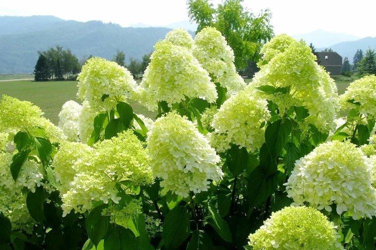 Panicle hortensia Limelight - les meilleures variétés pour la région de Moscou