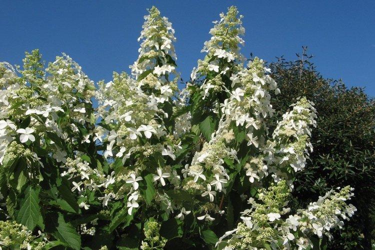 Hortensia panicule de Levan - les meilleures variétés pour la région de Moscou