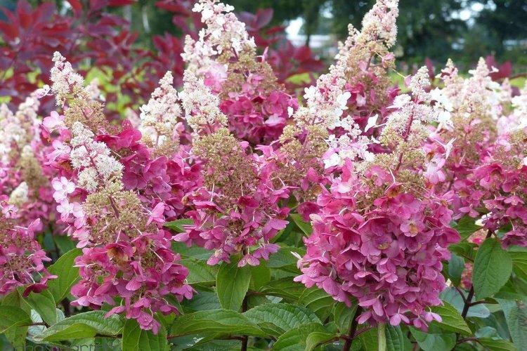 Pinky Winky panicule hortensia - les meilleures variétés pour la région de Moscou