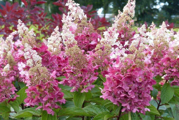 Pinky Winky - Variétés d'hortensias à panicule