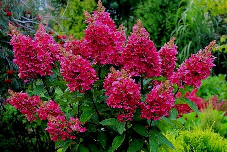 Weems Red - Variétés d'hortensia panicule