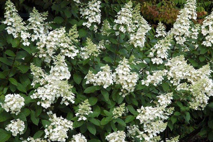 Unique - Variétés d'hortensia panicule
