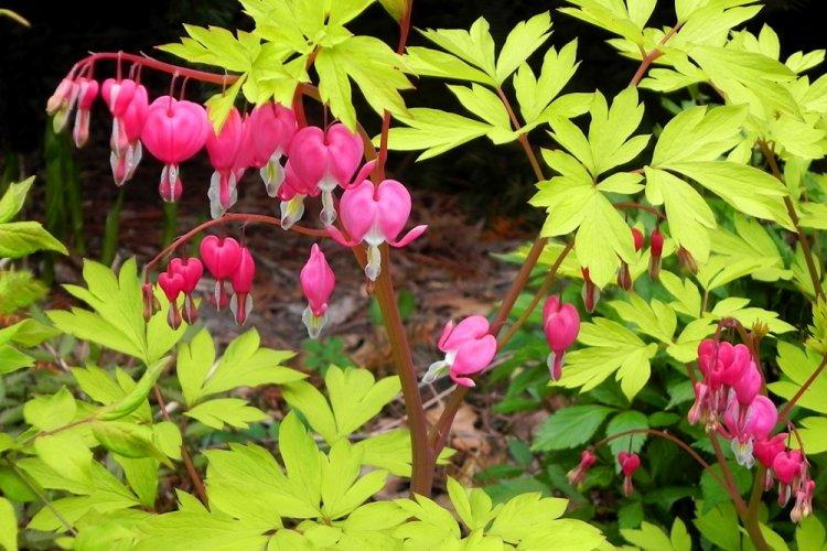 Dicentra - Fleurs vivaces à offrir