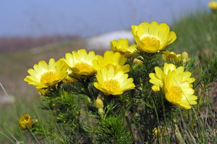 Adonis - Fleurs vivaces pour une résidence d'été
