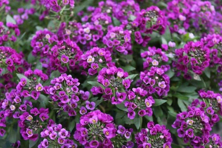 Alyssum - Fleurs vivaces pour une résidence d'été