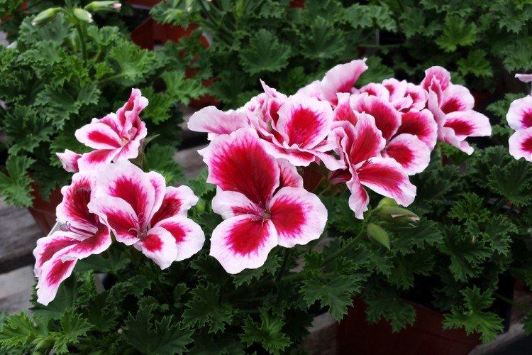 Pelargonium - Fleurs vivaces à offrir
