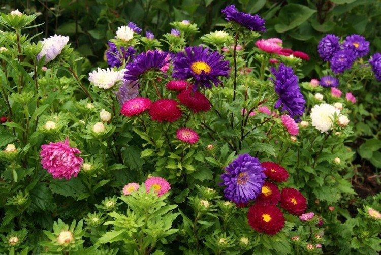 Asters - Fleurs vivaces pour une résidence d'été