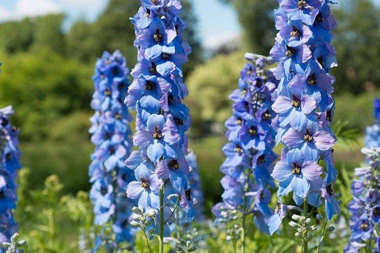 Delphinium - Fleurs vivaces à offrir
