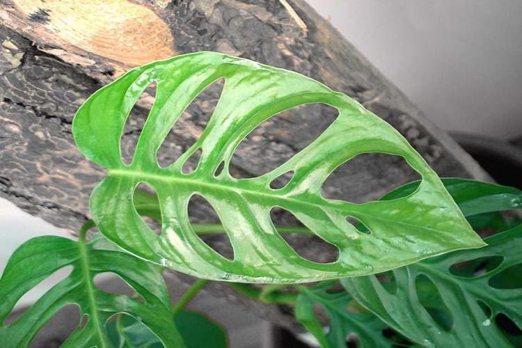 Monstera oblique - Types de Monstera