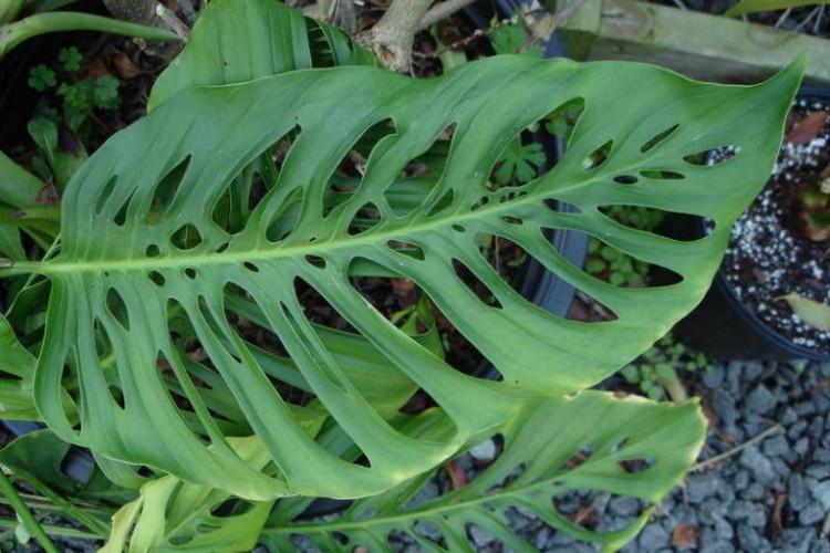 Monstera poinçonné - Types de monstera
