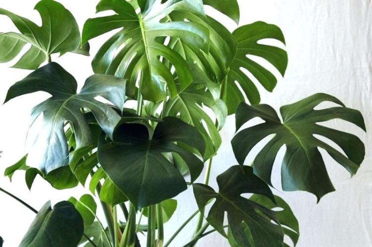 Éclairage - Monster Care