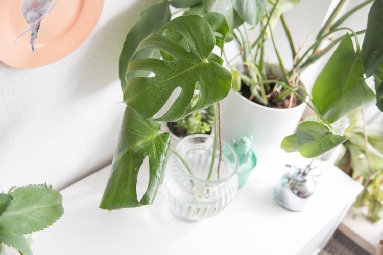 Arrosage - Monster Care