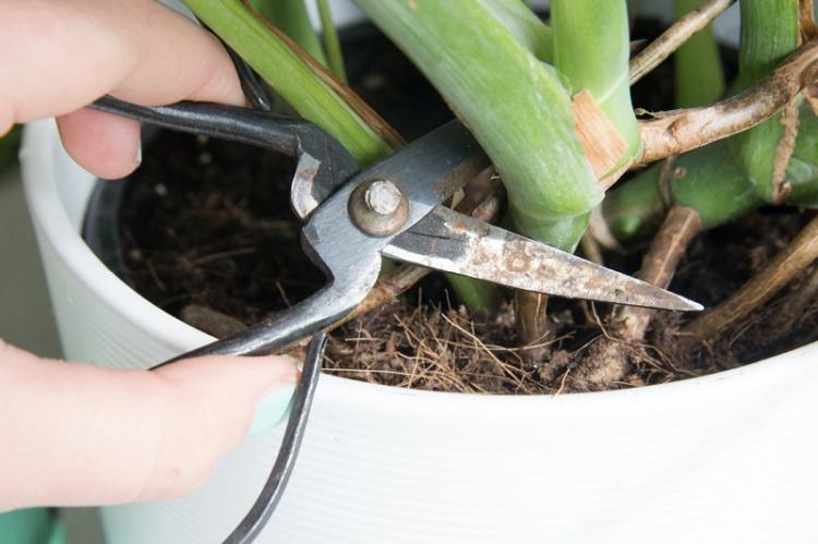 Élagage - Monster Care