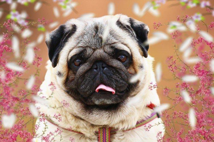 Comment nourrir un carlin