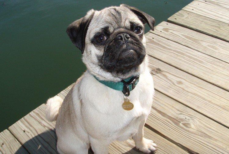 Santé et maladie de la race - Carlin