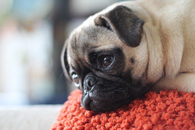 Combien coûte un carlin