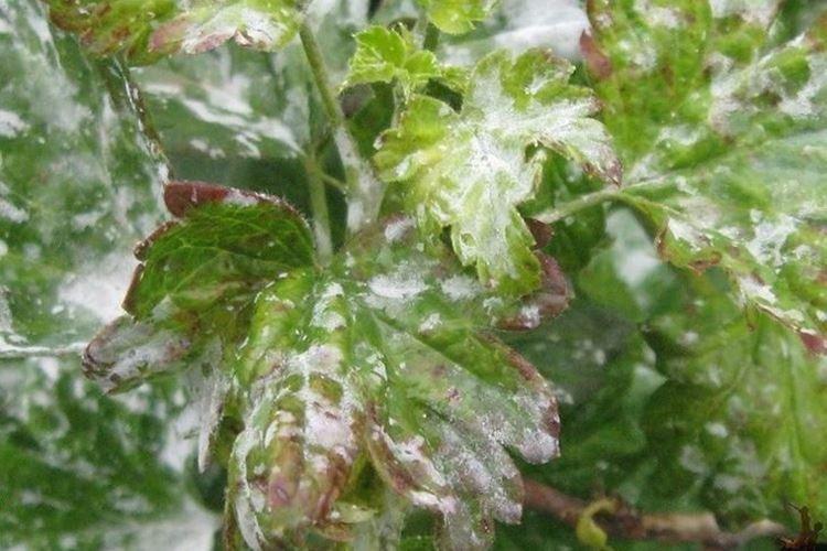 Comment reconnaître une maladie - Oïdium sur les groseilles à maquereau