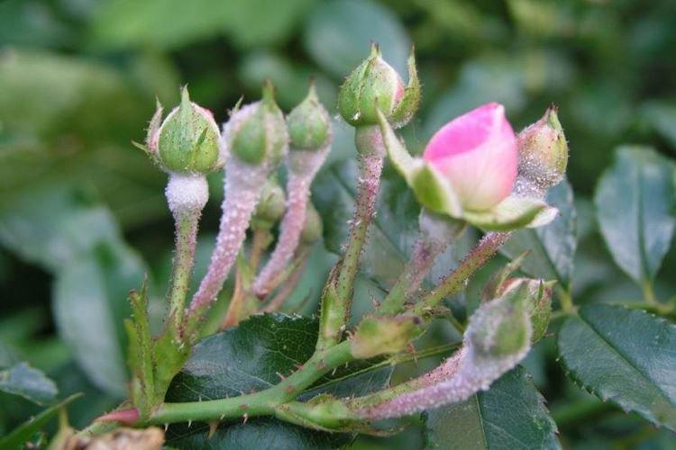 Qu'est-ce que c'est - Oïdium sur les roses