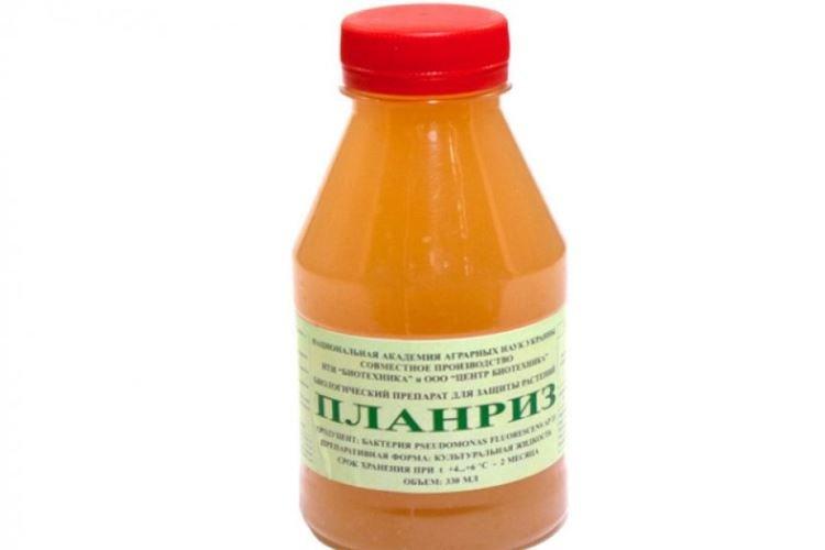 Planriz - Traitement de la rose de l'oïdium