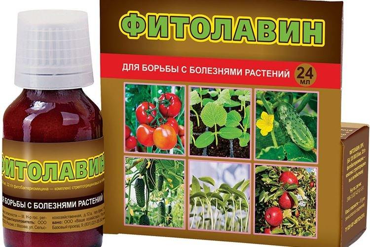 Fitolavin - Traitement des roses contre l'oïdium