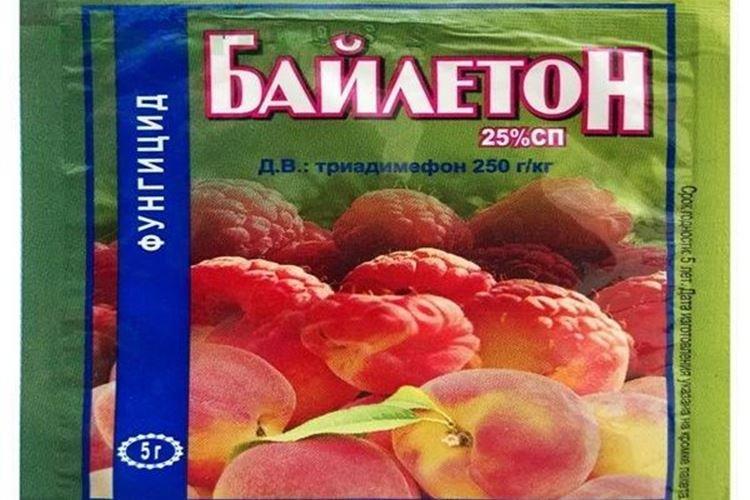 Bayleton - Traitement d'une rose de l'oïdium