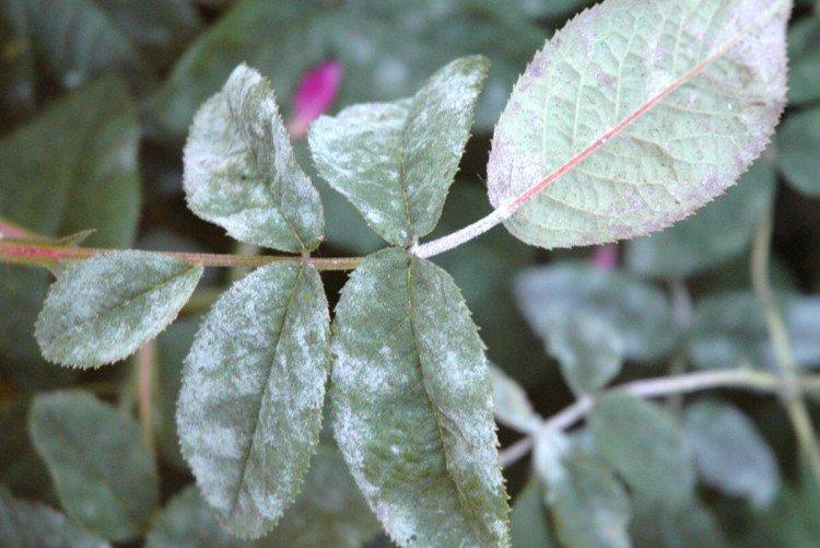 Prévention - Oïdium sur les roses