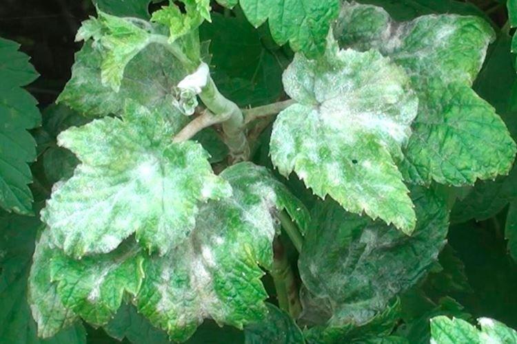 Qu'est-ce que c'est - Oïdium sur les groseilles