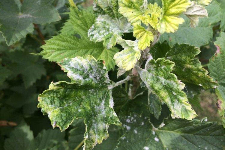 Raisons de l'apparition - Oïdium sur les groseilles