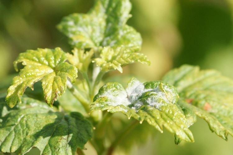 Prévention - Oïdium sur les groseilles