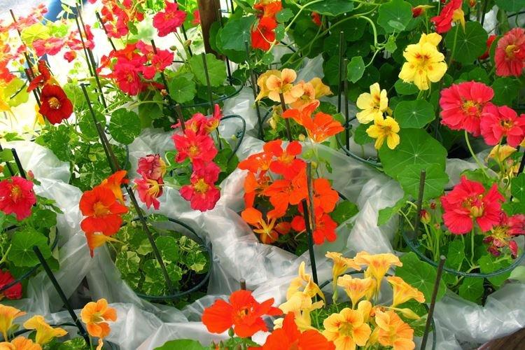 Arrosage - Soin Capucine