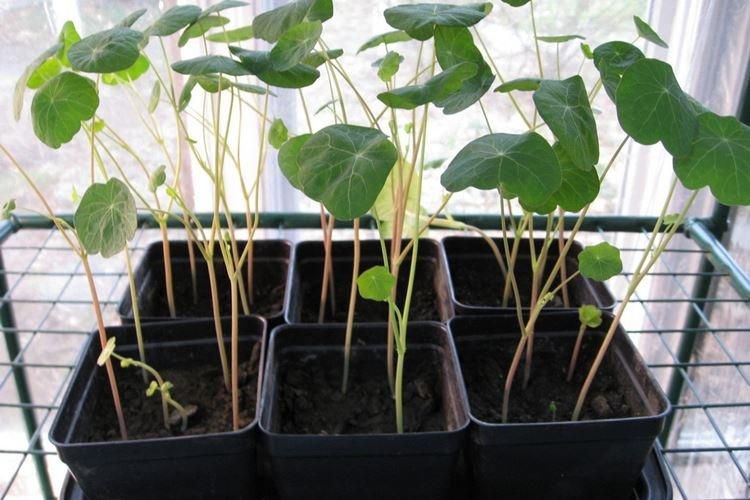 Transplantation et Reproduction - Soins Capucines