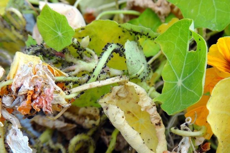 Lutte contre les parasites et les maladies - Capucine