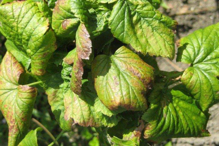 Maladies courantes des groseilles - comment traiter