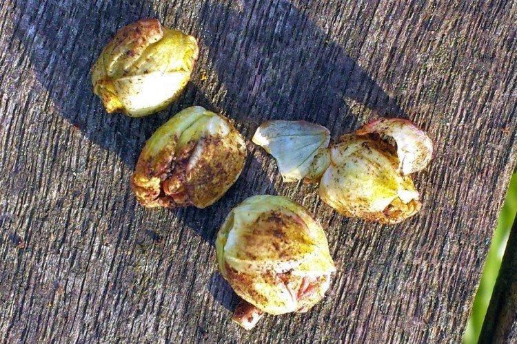 Ravageurs courants des groseilles - comment traiter