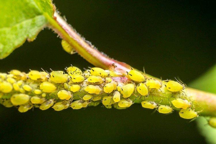 Ravageurs courants des groseilles - comment traiter