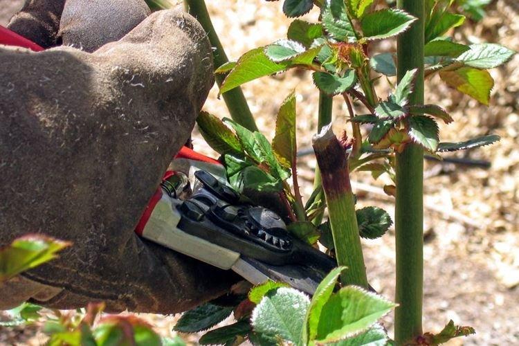 Taille préventive des rosiers