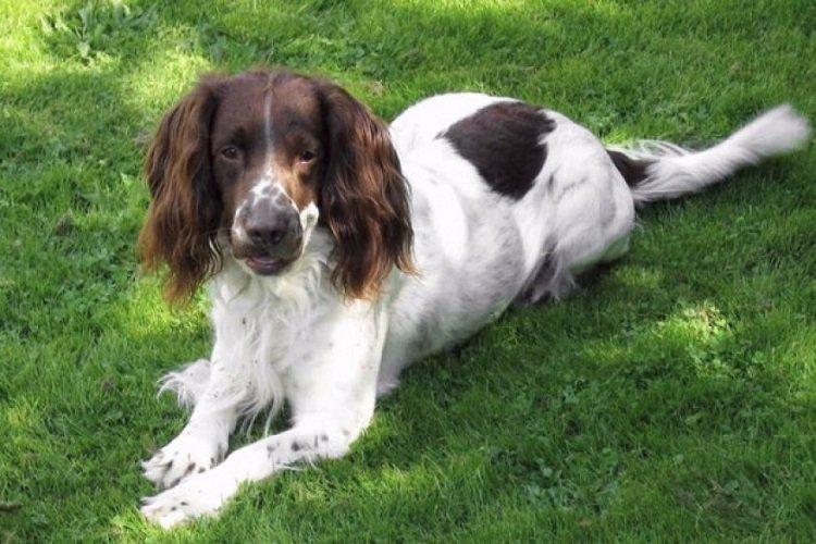 English Springer Spaniel - races de chiens de chasse