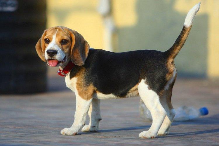 Beagle - races de chiens de chasse