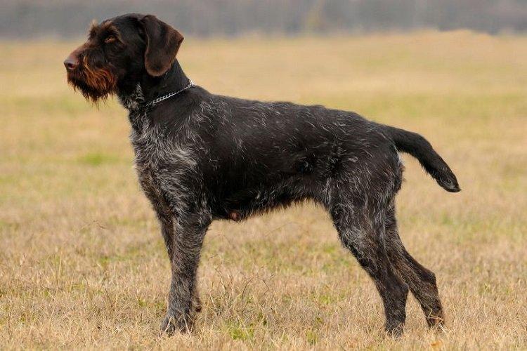 Drathaar - races de chiens de chasse