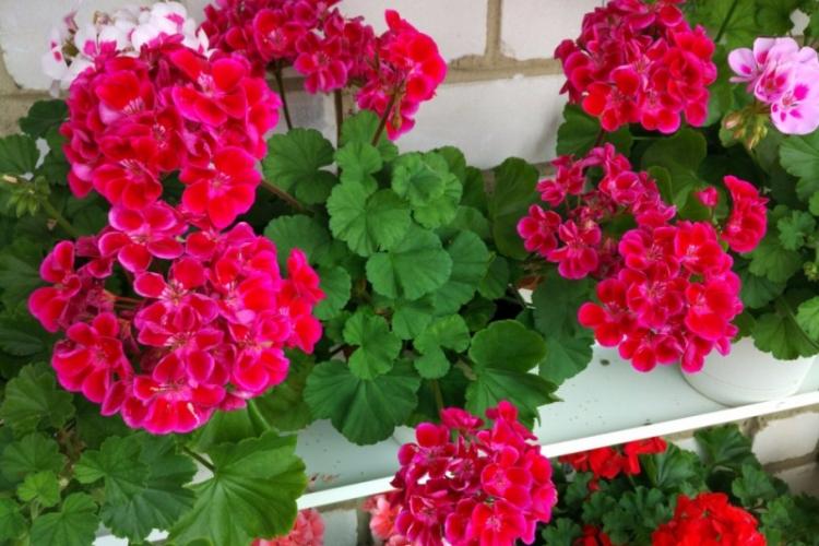 L'utilisation du pélargonium (géranium)