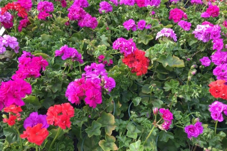 Ivy Pelargonium - Espèce de Pelargonium (Géranium)