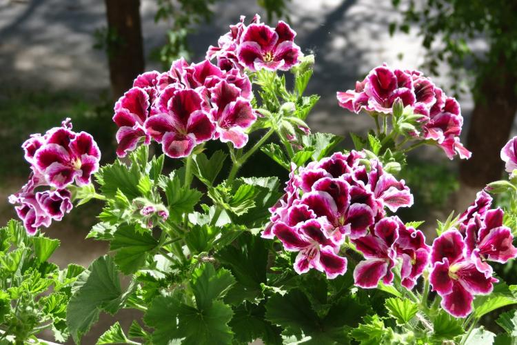 Royal Pelargonium - Espèce de Pelargonium (Géranium)