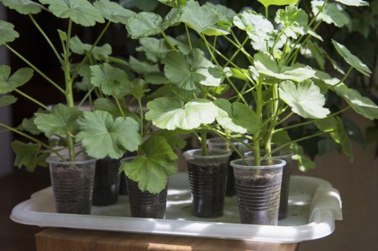 Transplantation et reproduction - Pelargonium (géranium)