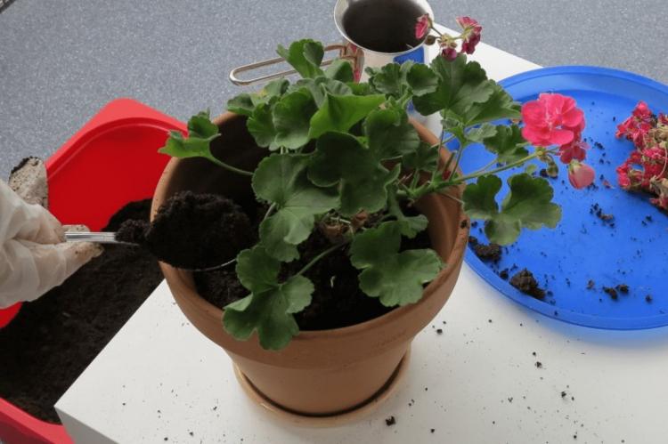 Transplantation et reproduction - Pelargonium (géranium)