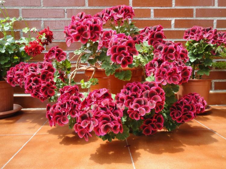 Pélargonium (géranium) - photo