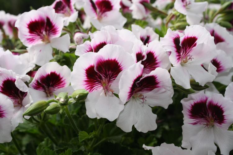 Pélargonium (géranium) - photo