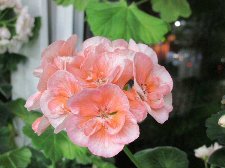 Pélargonium (géranium) - photo