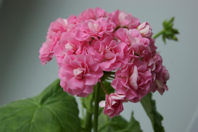 Pélargonium (géranium) - photo