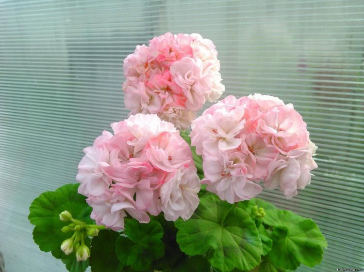 Pélargonium (géranium) - photo