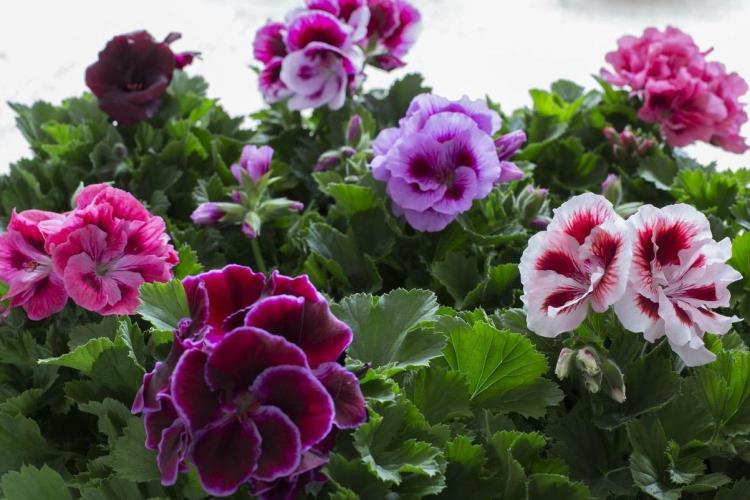 Pélargonium (géranium) - photo